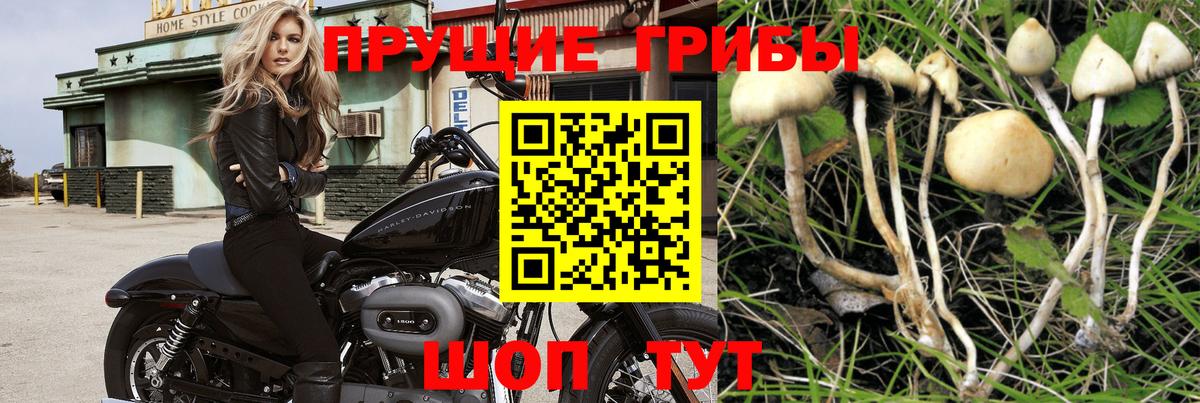 Псилоцибиновые грибы Magic Shrooms Курган